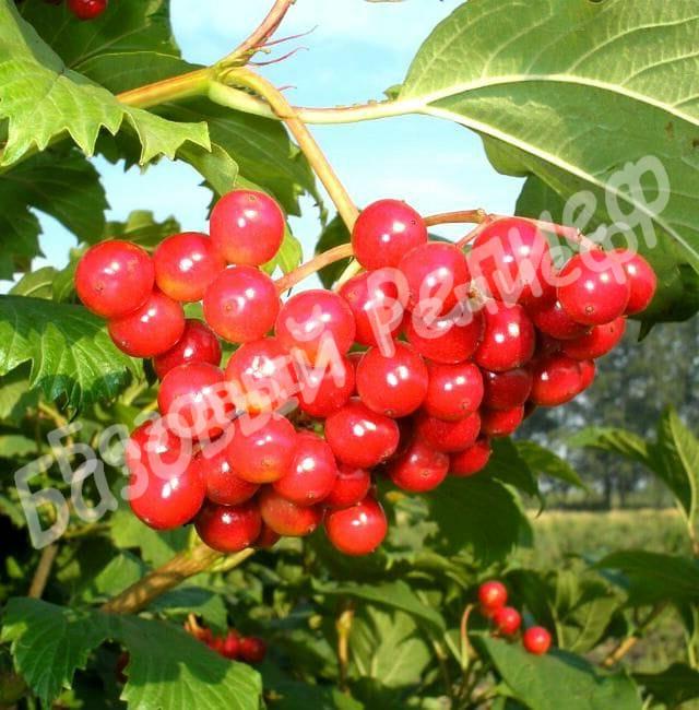 Калина Зарница