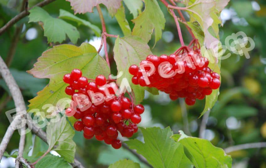 Калина Жолобовская
