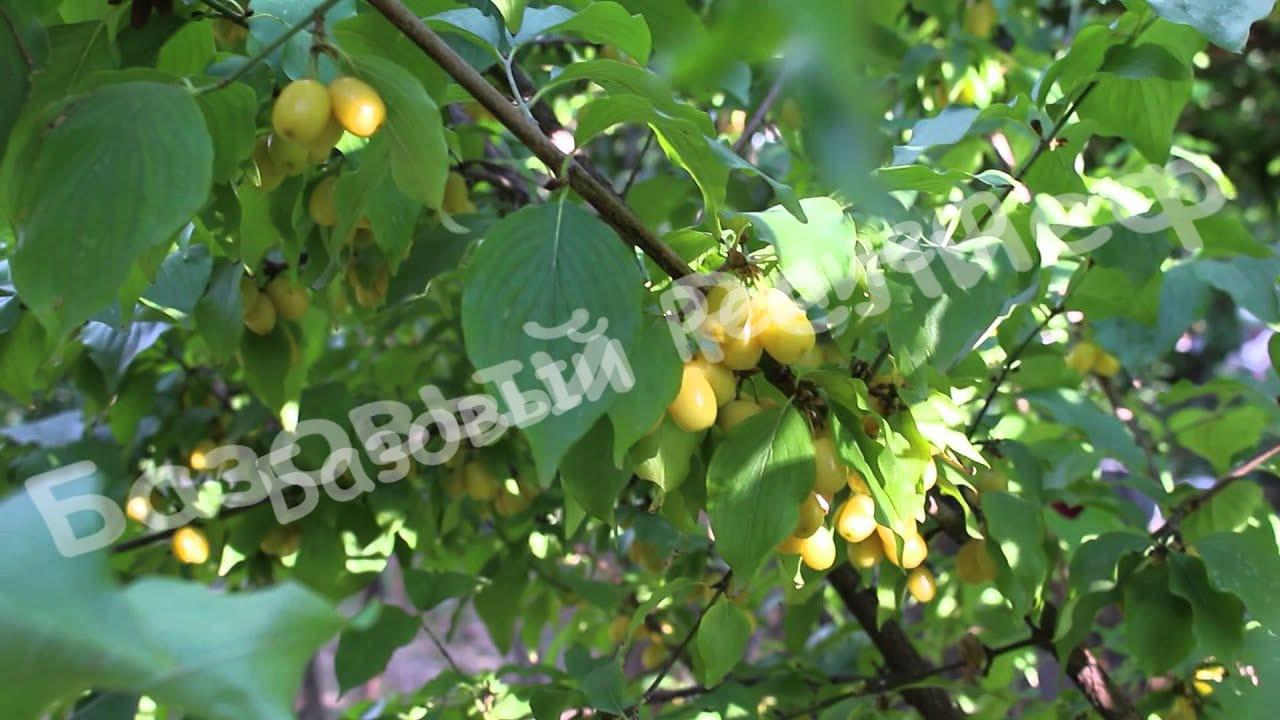 Кизил Белый