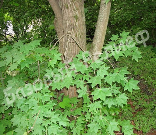 Клен Бородатый