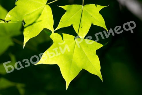 Клен Мелколистный