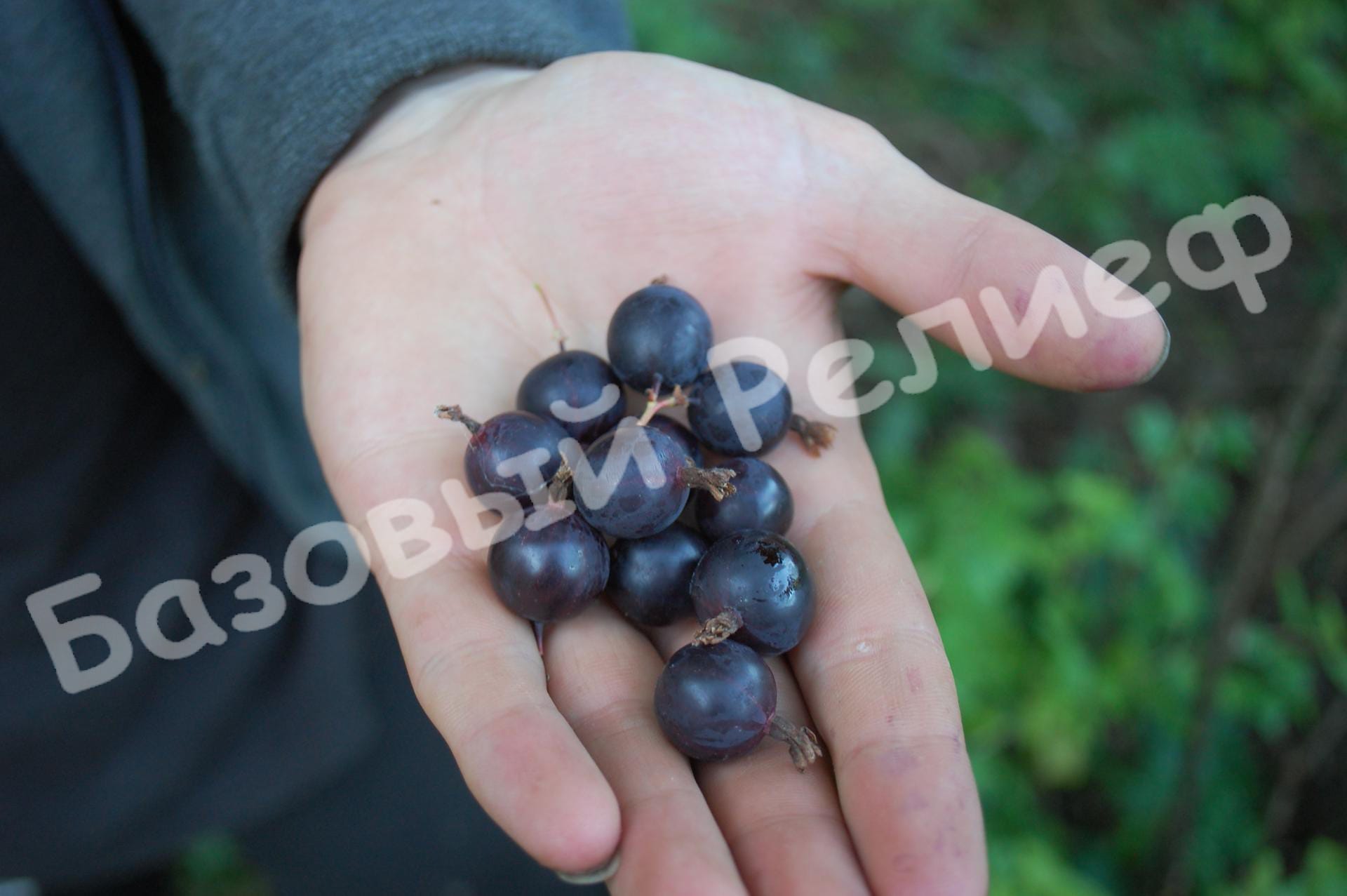 Крыжовник Черный негус