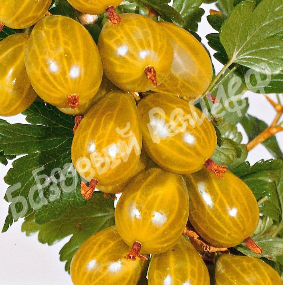 Крыжовник Русский желтый