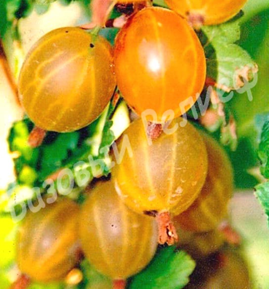 Крыжовник Русский желтый