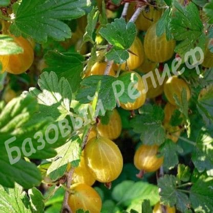 Крыжовник Золотой огонек