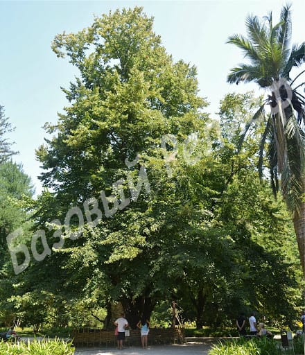 Липа Бегониелистная