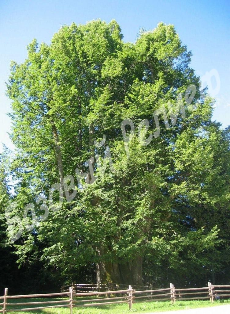 Липа Каролинская