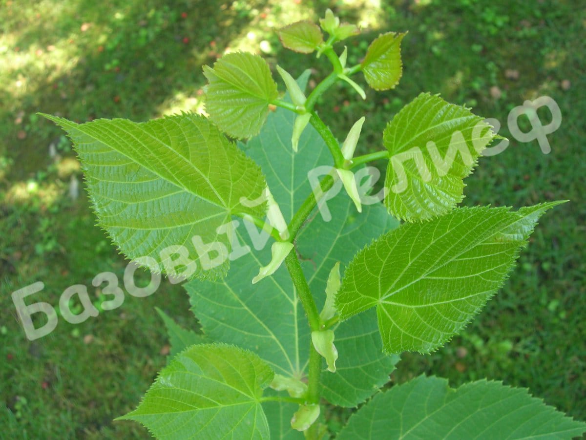 Липа Кавказская