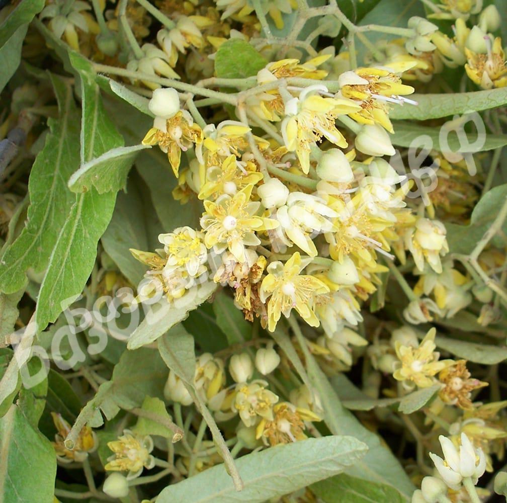 Липа Маньчжурская