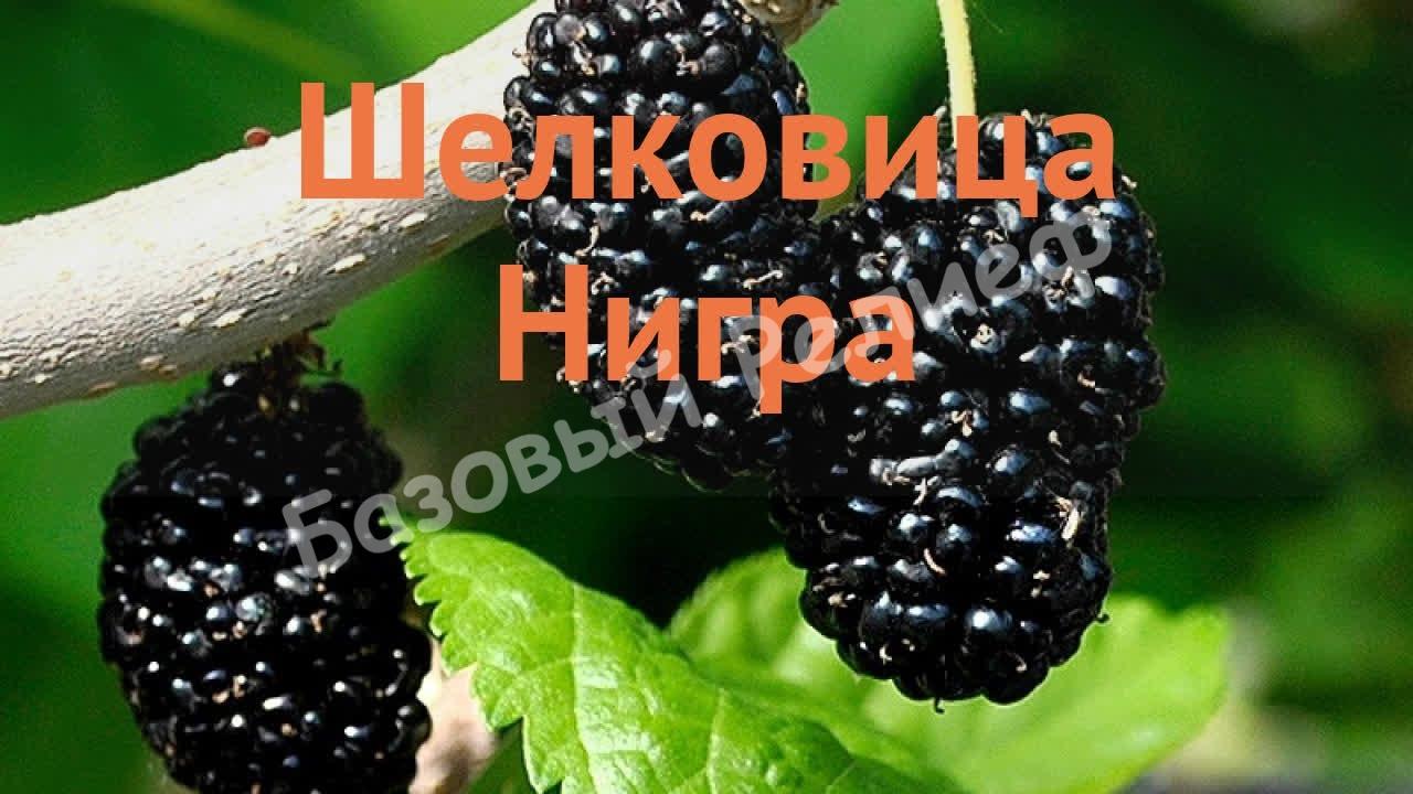 Шелковица Нигра