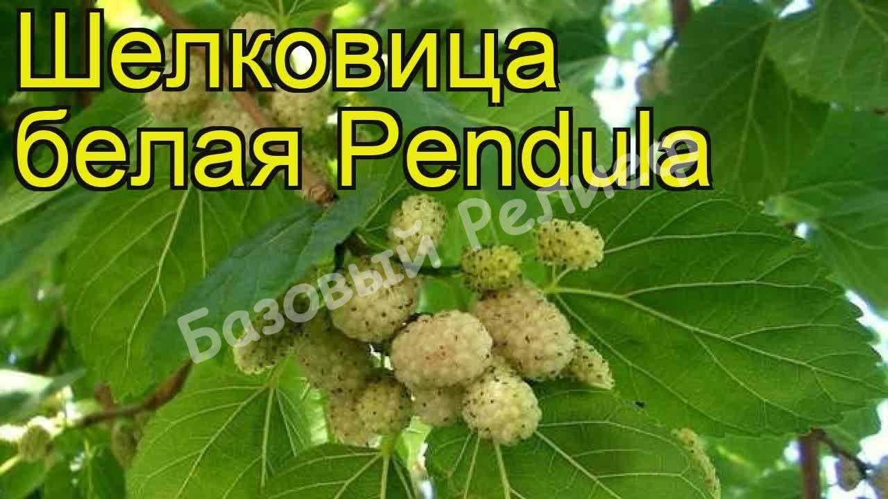 Шелковица белая Пендула