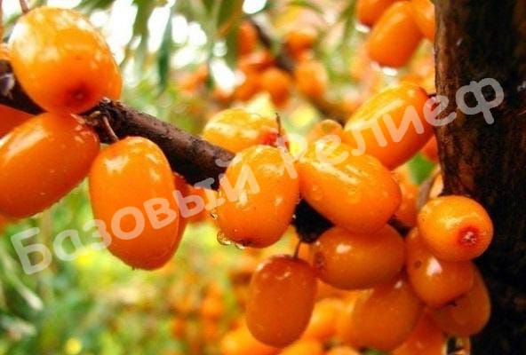 Облепиха Рует