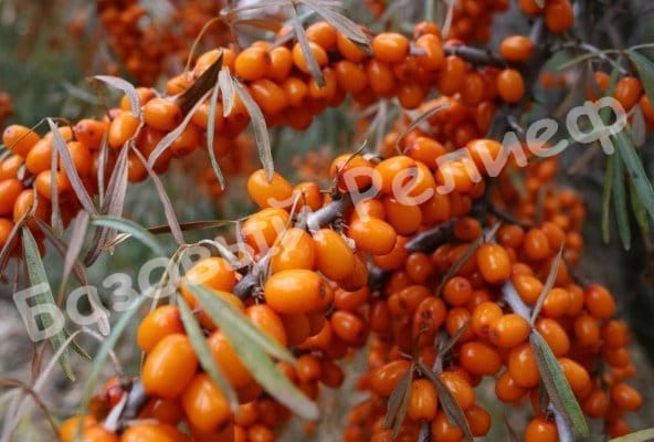 Облепиха Сократовская