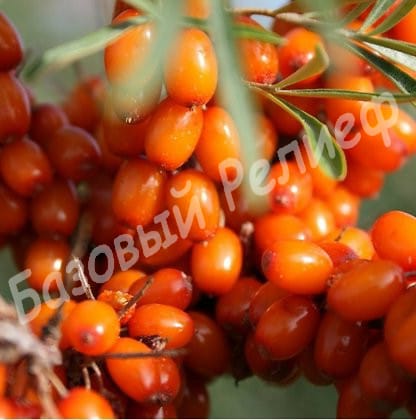 Облепиха Витаминная