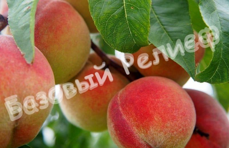 Персик Кремлевский