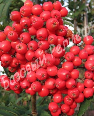 Рябина Алая крупная