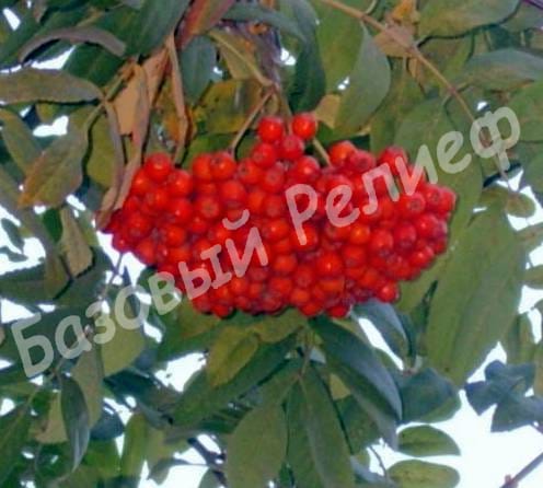 Рябина Алая крупная