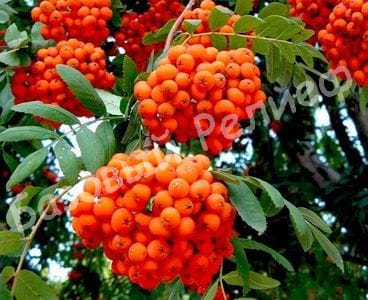 Рябина Невежинская кубовая