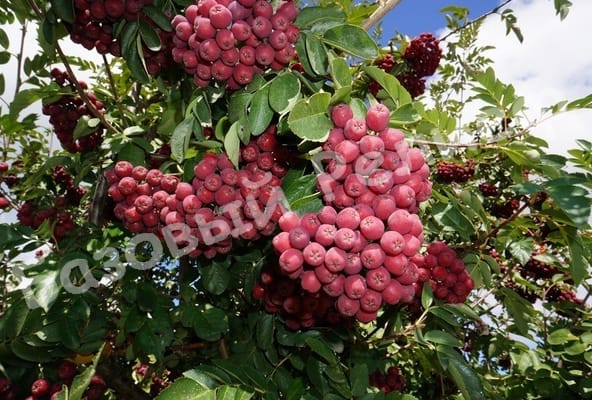 Рябина Рубиновая