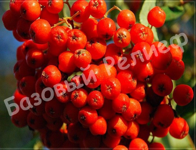 Рябина Сказочная