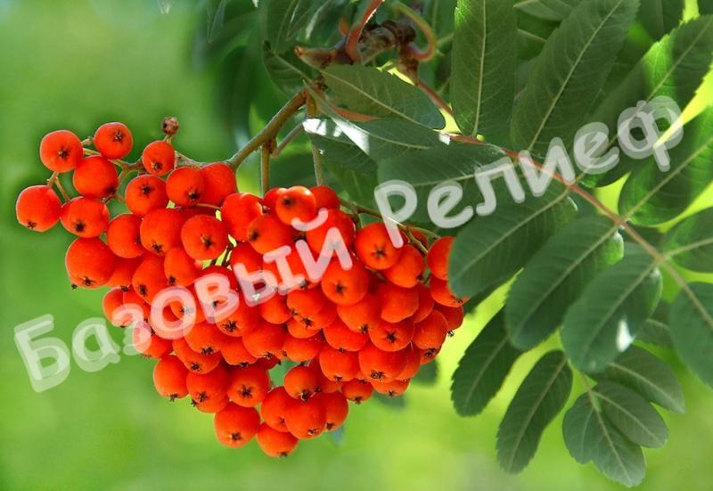 Рябина Сказочная