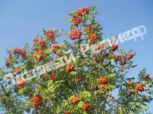 Рябина Солнечная