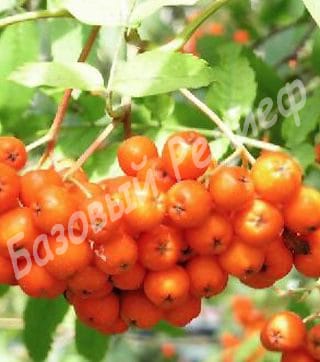 Рябина Солнечная