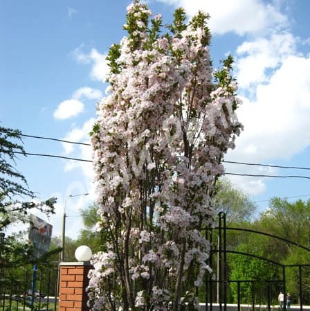 Сакура Аманогава