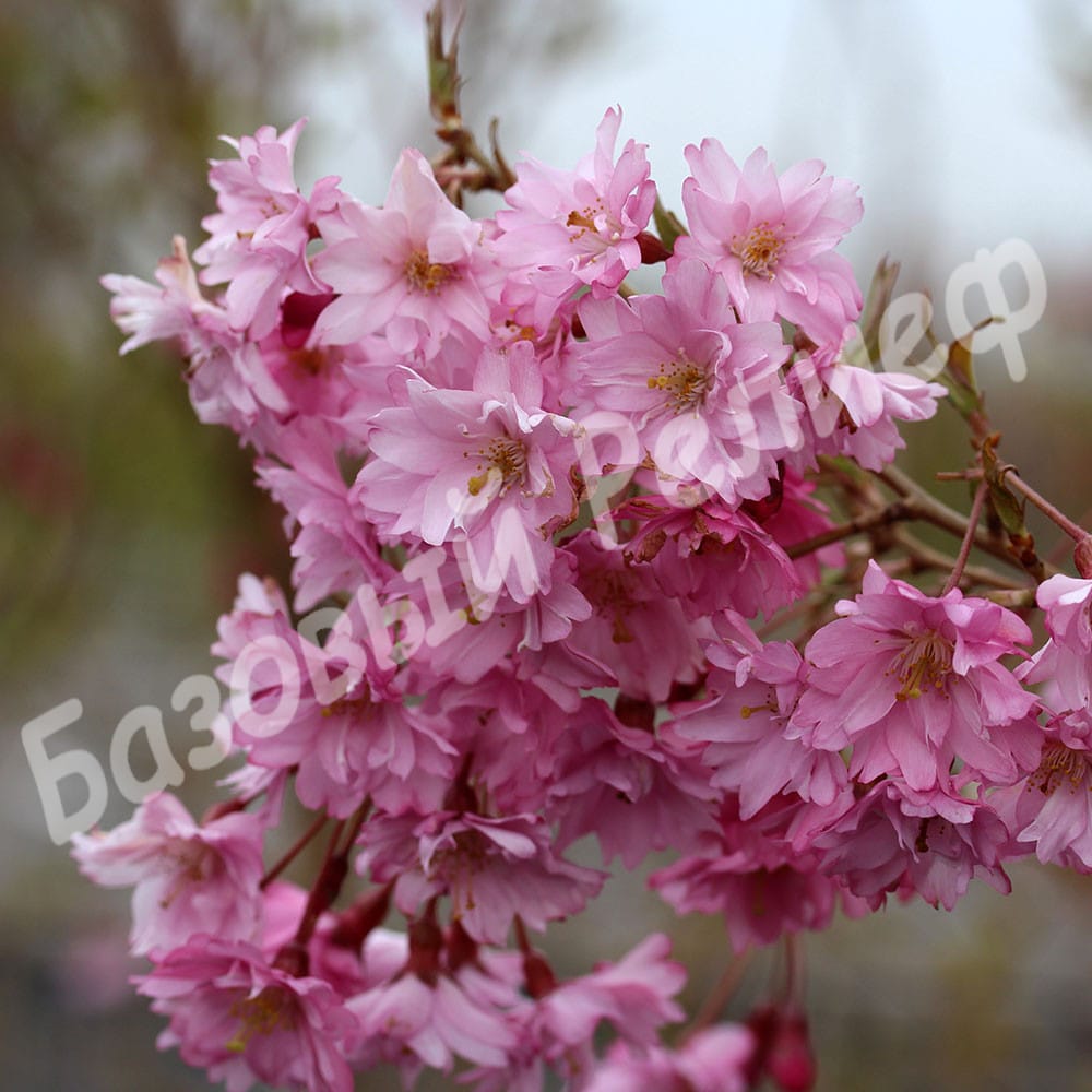 Сакура Фукубана