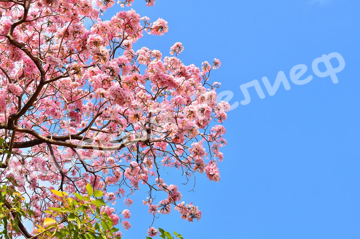 Сакура Широте