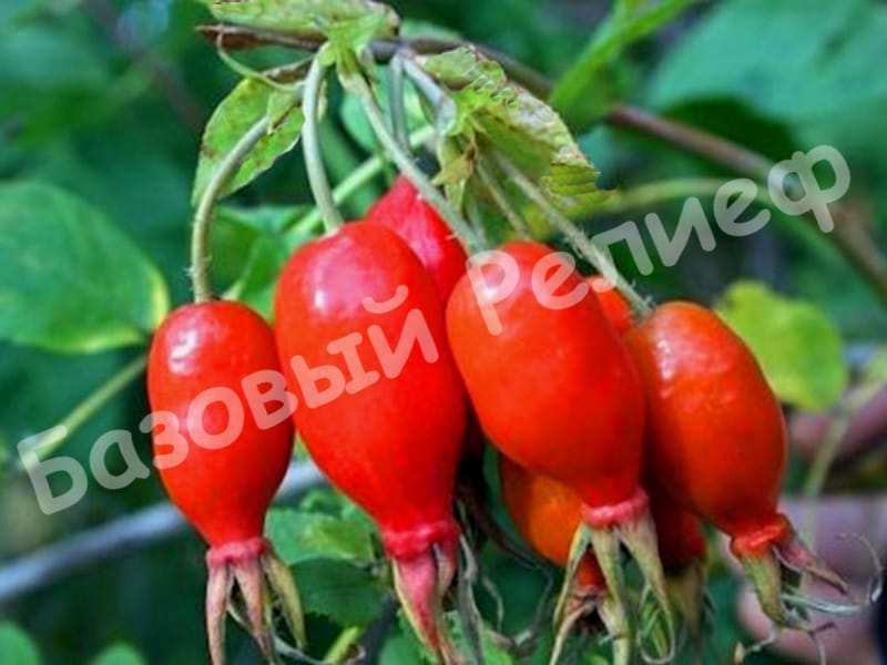 Шиповник Рубин