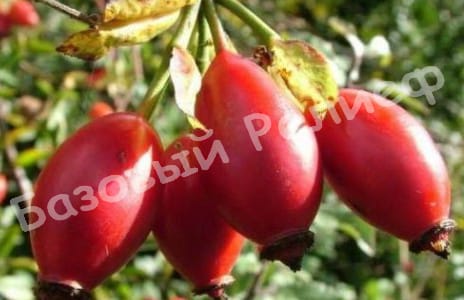 Шиповник Шпиль