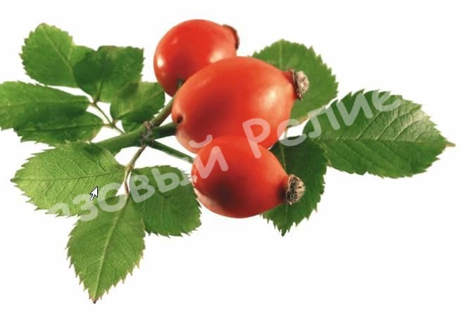 Шиповник Славутич