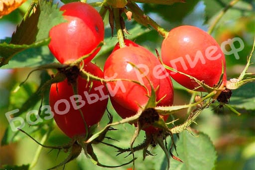 Шиповник Славутич