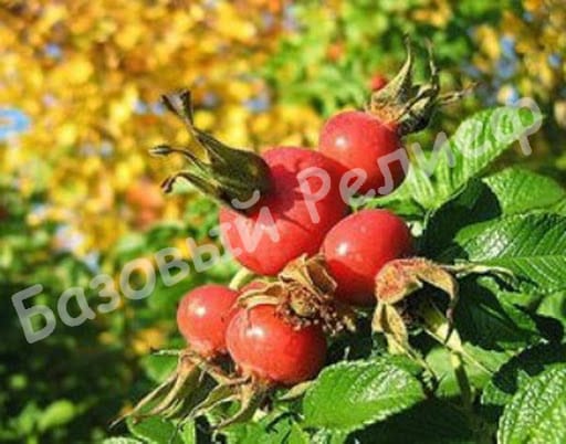 Шиповник Тарас