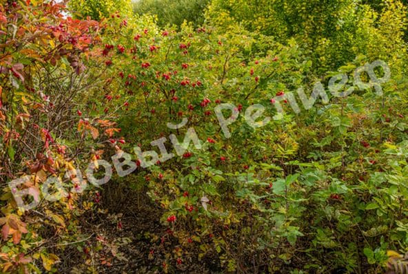Шиповник Витаминный ВНИВИ