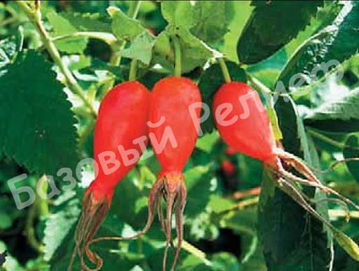 Шиповник Витаминный ВНИВИ