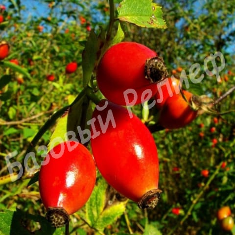 Шиповник Воронцовский 1