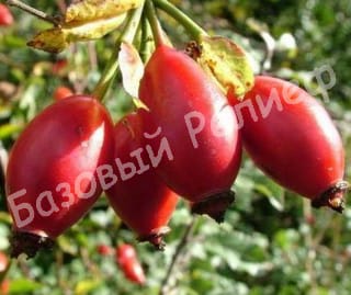 Шиповник Воронцовский 3