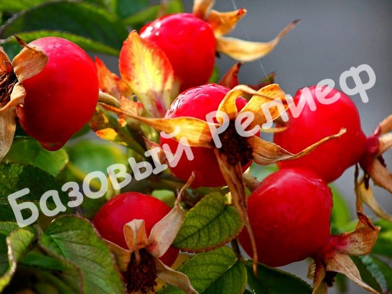 Шиповник Воронцовский 3