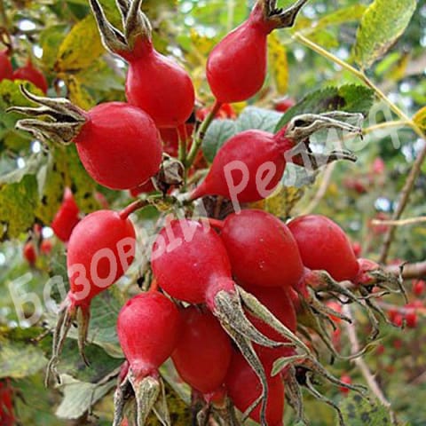 Шиповник Ёжик