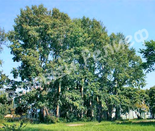 Тополь бальзамический