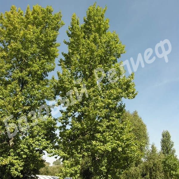 Тополь берлинский
