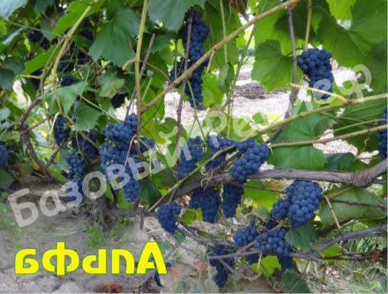 Виноград Альфа
