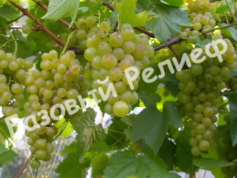 Виноград Краса Севера