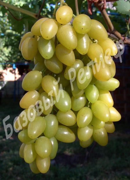 Виноград Мускат летний