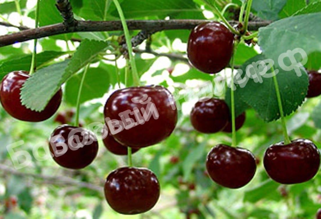 Вишня Альфа