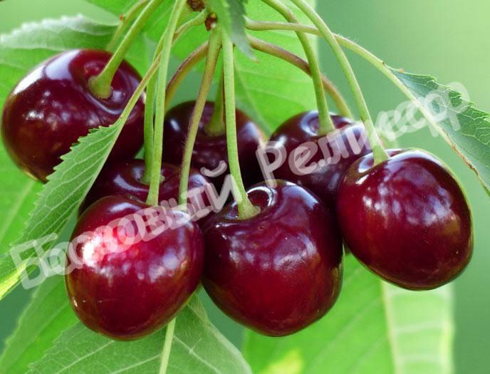 Вишня Ассоль