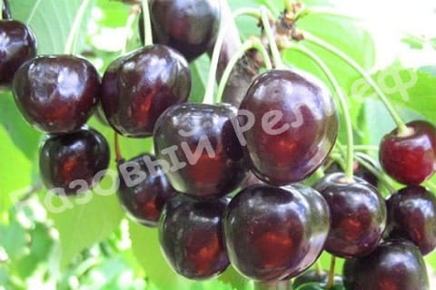 Вишня Ассоль