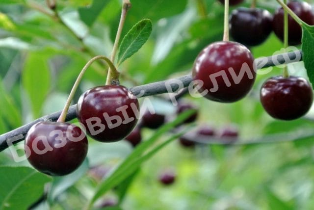 Вишня Ассоль